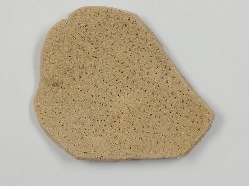 Sponges Elephant Ear