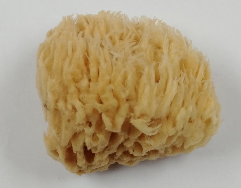 Sponges Sea Wool