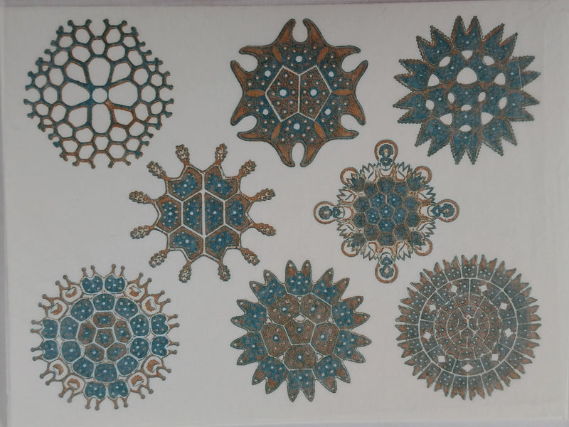 Decal 2CNF-3 G/T Nature Form