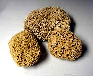 Sponges Sea Wool