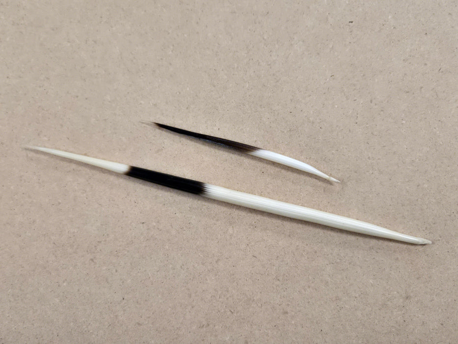 African Porcupine Quill