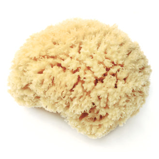 Sponges Sea Wool