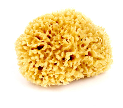 Sponges Silk