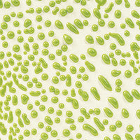 CR 41 Lime Crawl Pint