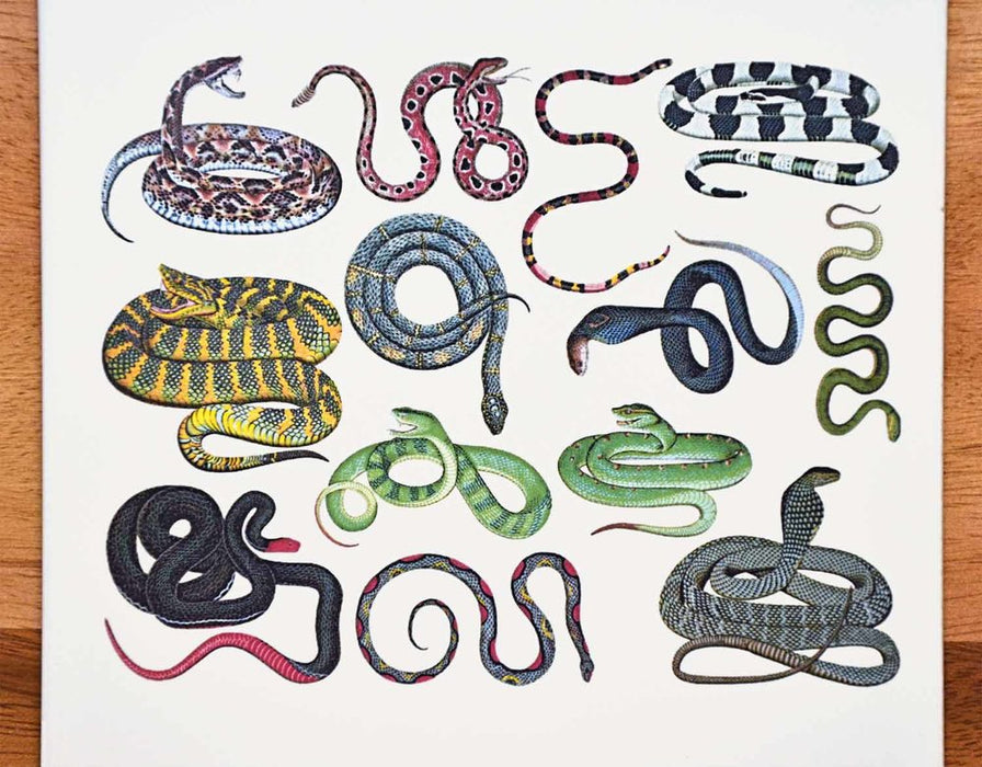 Decal Colorful Snakes ANSN-S