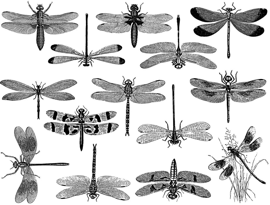 Decal Dragonflies INDF-gold