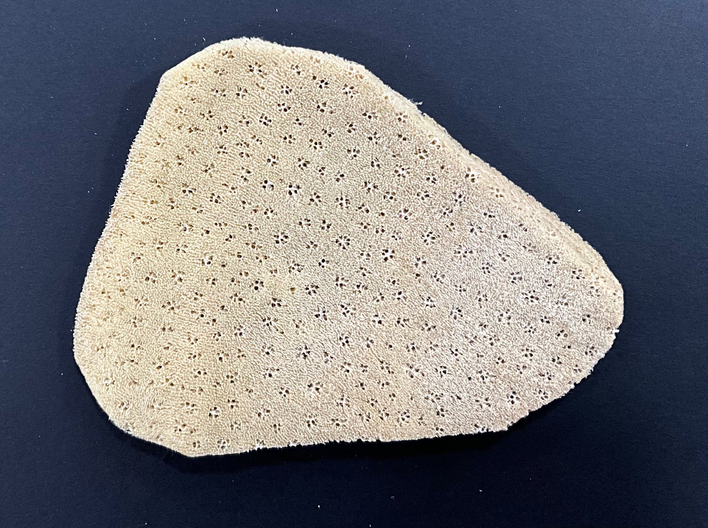Sponges Elephant Ear