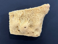 Sponges Elephant Ear