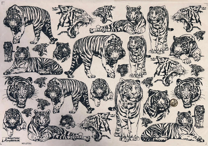 Elan Transfer Richard Parker Tigers