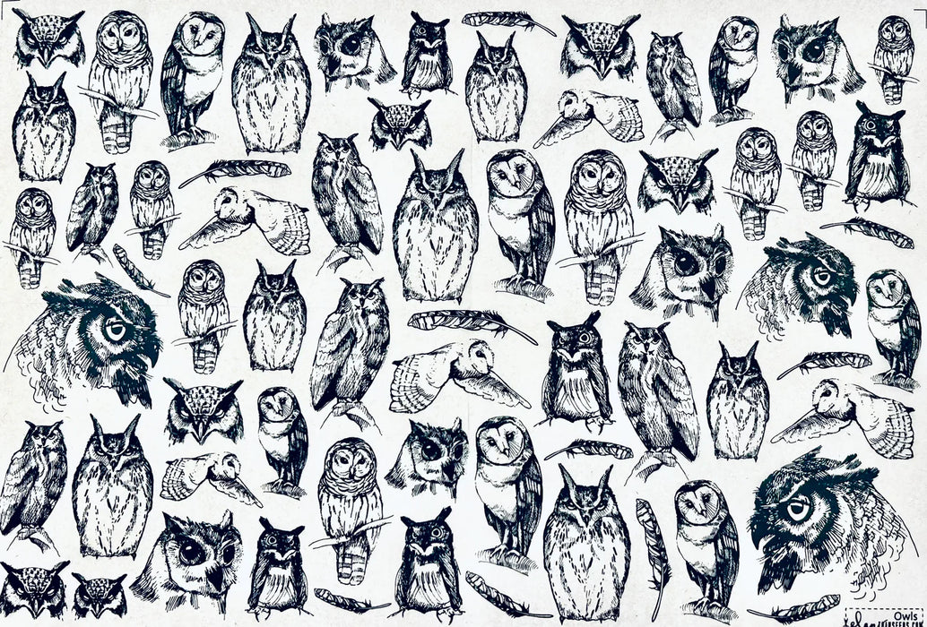 Elan Transfer Owls