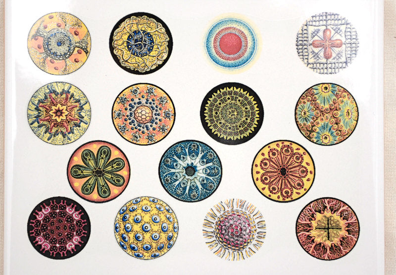 Decal DDDT Colorful Circles