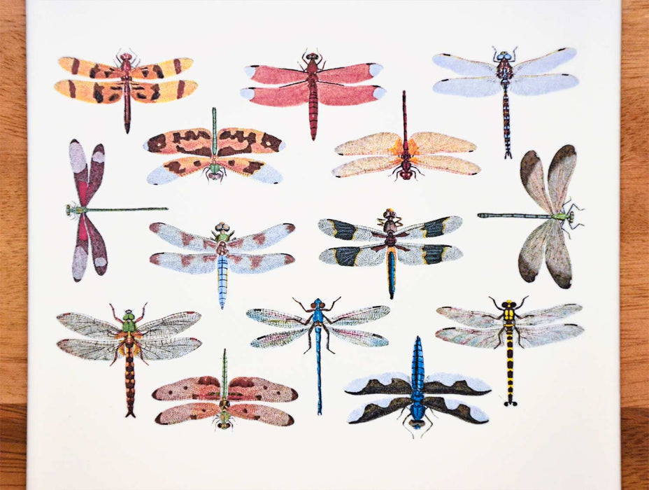 Decal INCD-s Color Dragonflies