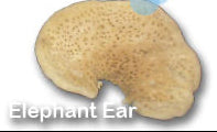 Sponges Elephant Ear