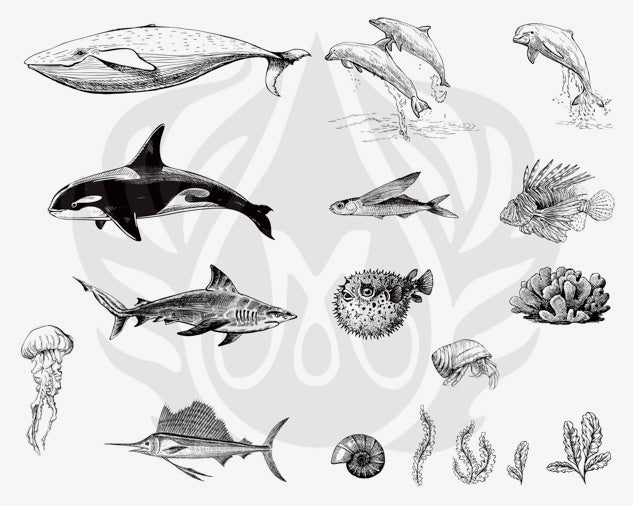 Mayco DSS131 Sea Life 2